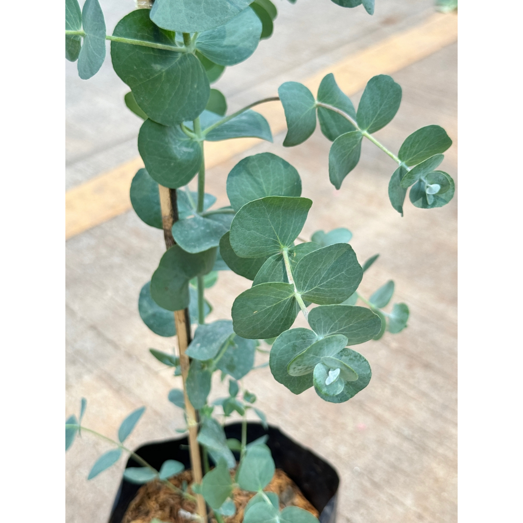 มุมมอง 4