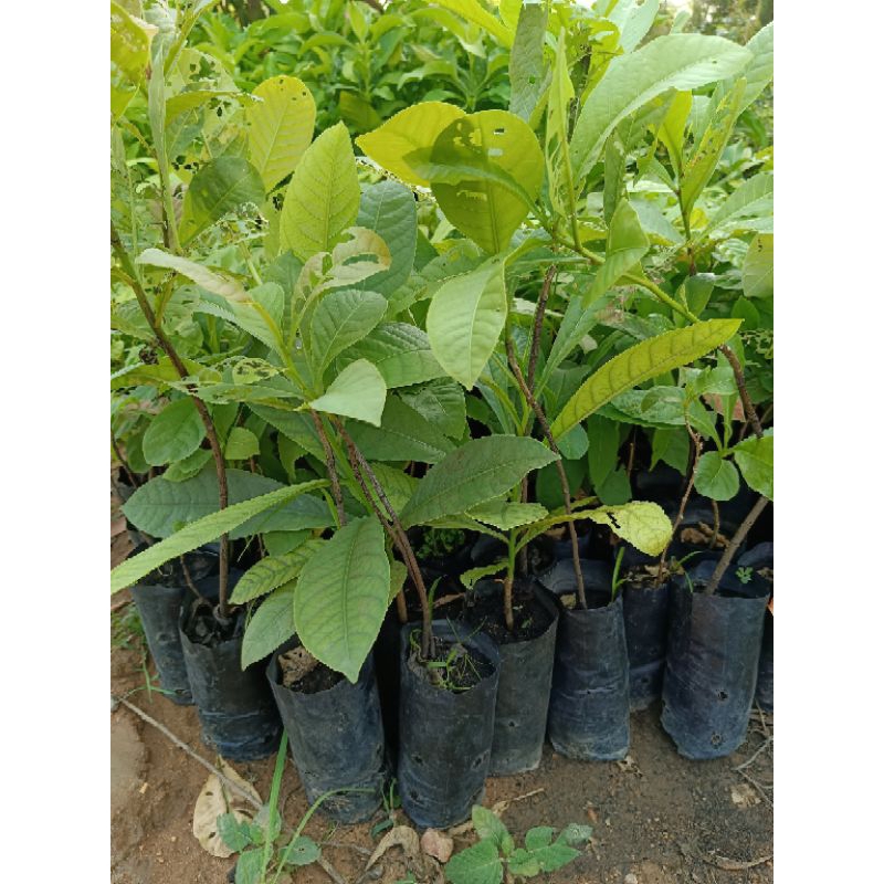 ต้นกระโดนป่า/4ถุง100บาท