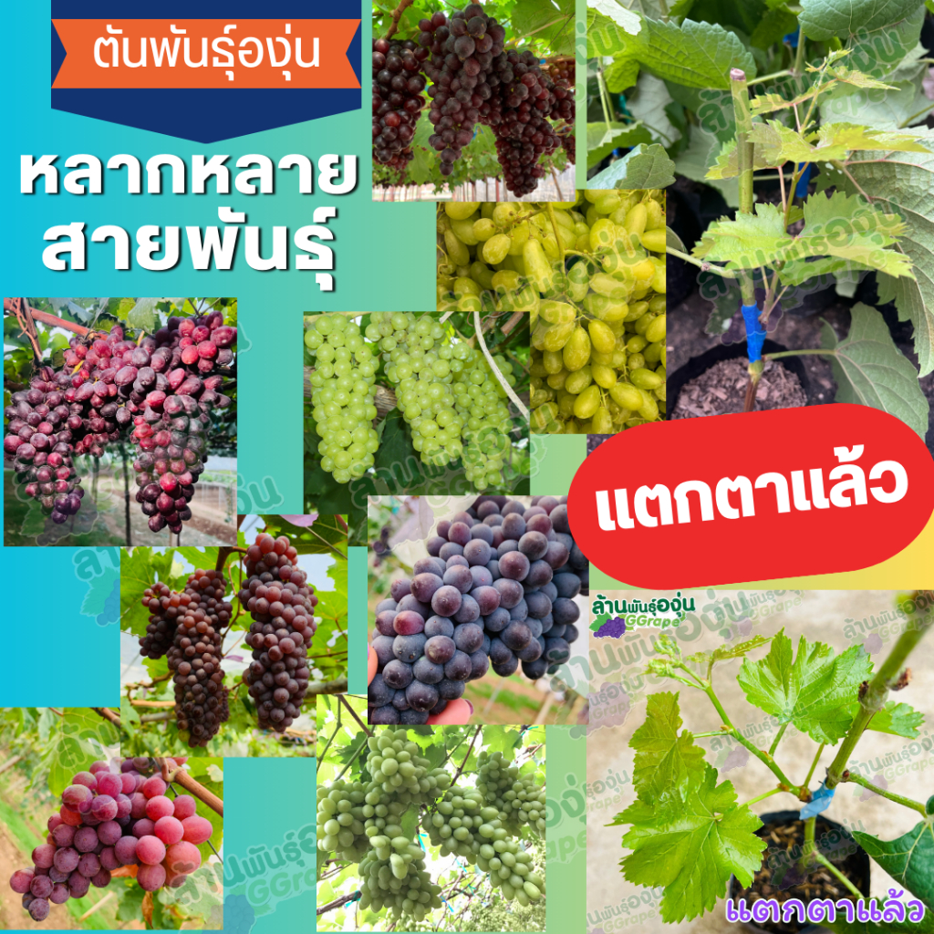 ต้นพันธุ์องุ่น แบบกิ่งตอนติดตา ตอป่าไทย แบบแตกตาแล้ว หลากหลายสายพันธุ์