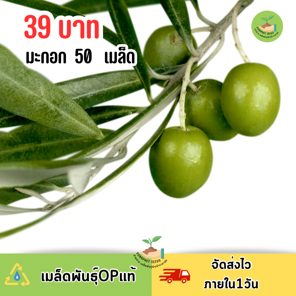 เมล็ดพันธุ์มะกอก 50 เมล็ด