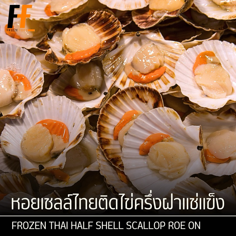 หอยเชลล์ไทยติดไข่ครึ่งฝาแช่แข็ง (ไซส์50-70ตัว/กก.) 500 กรัม | FROZEN THAI HALF SHELL SCALLOP ROE ON