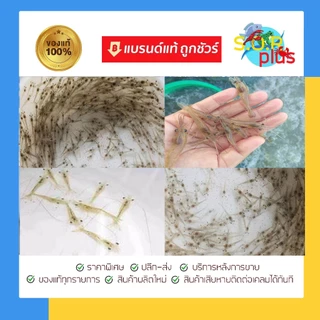 ยีสต์ Star Yeast ผสมอาหารสัตว์ 1 กก.