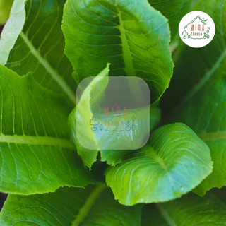 เมล็ดพันธุ์ กรีนคอส บรรจุ 100 เมล็ด
