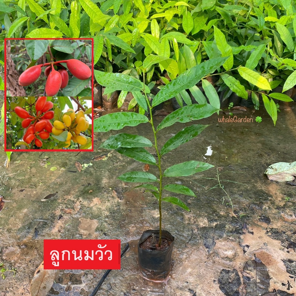 ต้นหมากผีผ่วน หมากผีผ่วน ลูกนมเเมว พีพวน ผลสุก รสหวานอมเปรี้ยว รับประทานได้ (รับประกัน ส่งใหม่ฟรี หากสินค้าเเสียหาย!!)