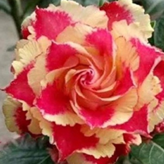 12 เมล็ด เมล็ดพันธุ์ ชวนชม สายพันธุ์ไต้หวัน ดอกซ้อน Adenium Seeds