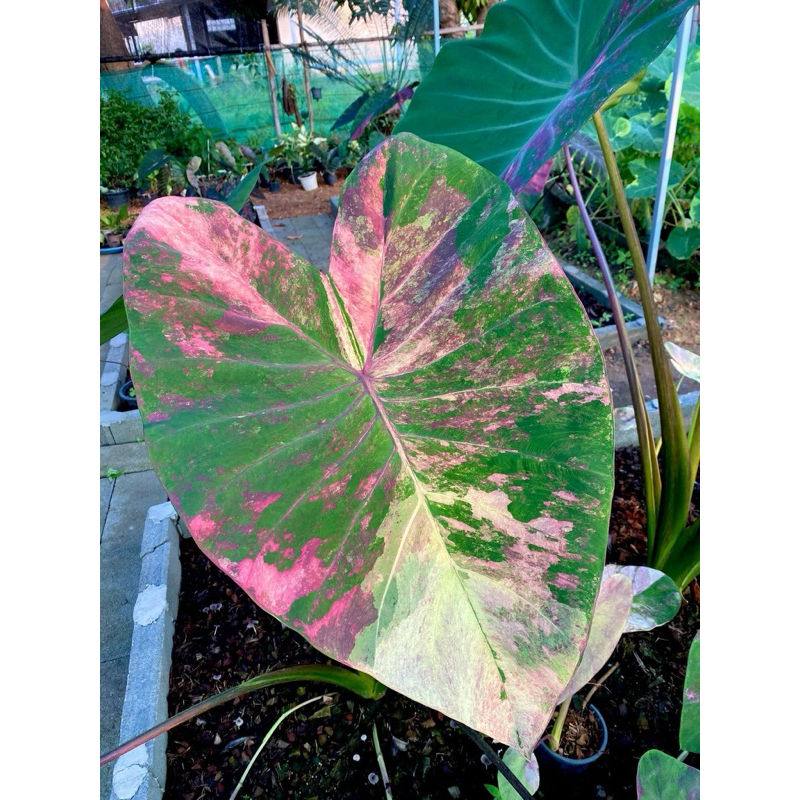 บอนนาไทยบัวชมพู สีแจ่ม ลายจัดๆ