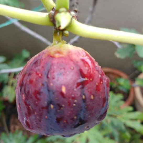 ต้นมะเดื่อฝรั่ง มะเดื่อ/มะเดื่อฝรั่ง (Fig) พันธุ์ masui dauphine จัดส่งพร้อมกระถาง 6 นิ้ว ลำต้นสูง 50 ซม
