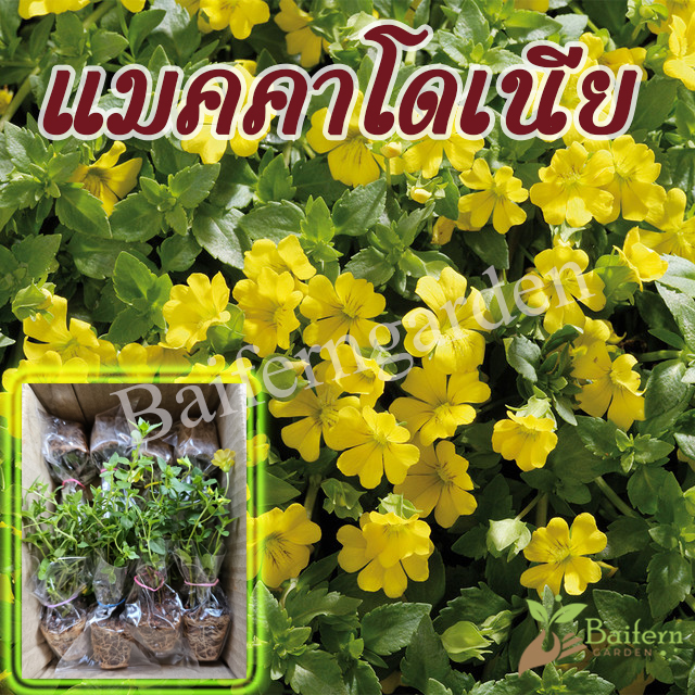 ต้นกล้าดอกแมคคาโดเนีย (Mecardonia)ดอกไม้กินได้ รากแน่นพร้อมปลูก เลี้ยงง่าย