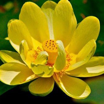 เมล็ดบัว สายพันธุ์ บัวฉัตร สีเหลือง 5 เมล็ด