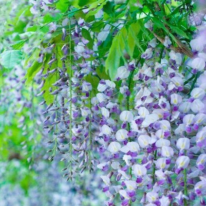 4 เมล็ดพันธุ์ เมล็ด วิสทีเรีย ดอกฟูจิ ไม้เถาวัลย์ ไม้ดอกประดับรั้ว สายพันธุ์ Lavender Lace สีม่วง (W