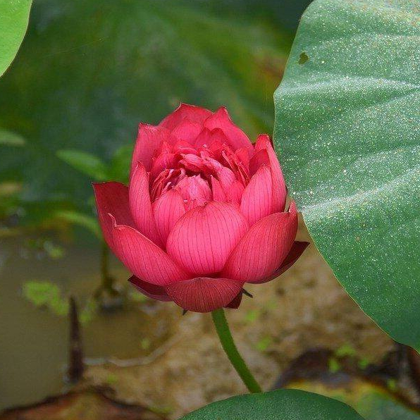 เมล็ดบัว ดอกบัว พันธุ์ บัวฉัตร สีแดง 5 เมล็ด