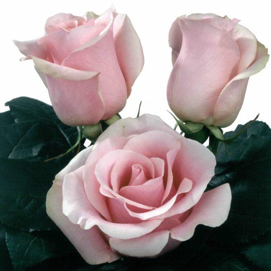 10 เมล็ด กุหลาบ Hybrid Tea Rose สายพันธุ์ Titanic สีชมพู