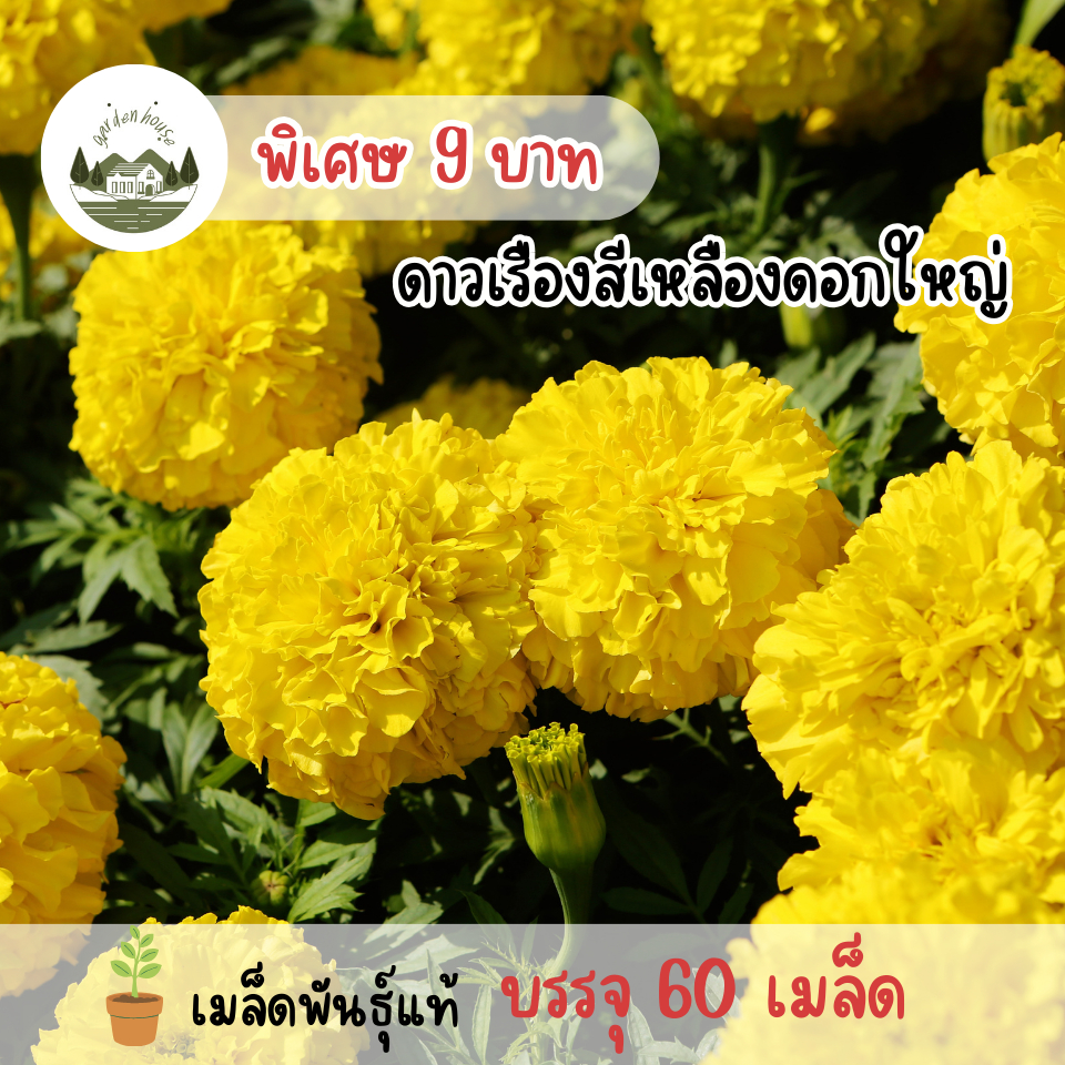 เมล็ดพันธุ์ดอกดาวเรืองสีเหลืองดอกใหญ่ 60 เมล็ด