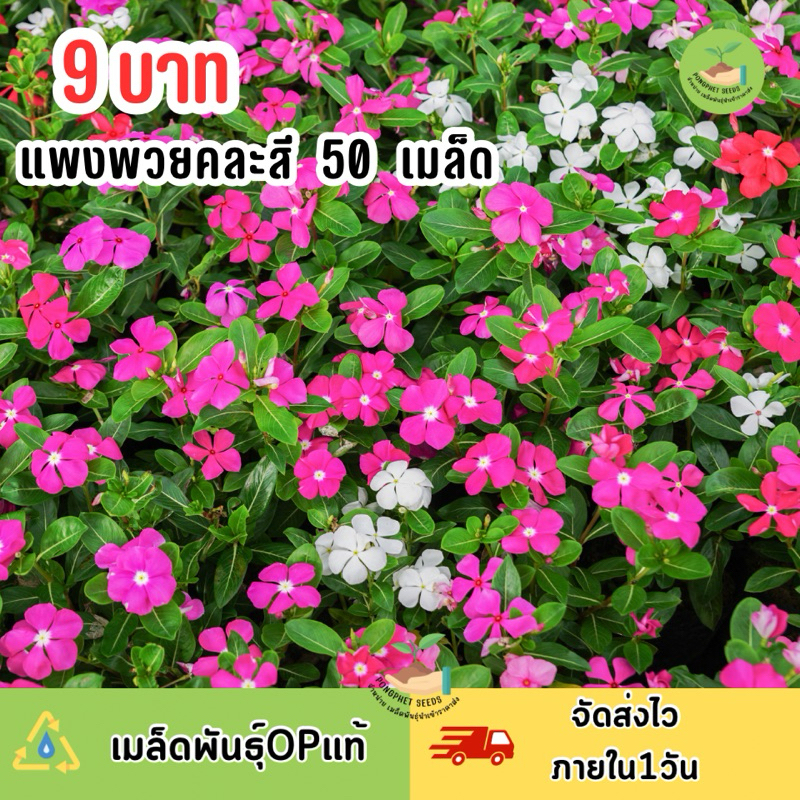 9 บาท เมล็ดดอกกแพงพวยคละสี