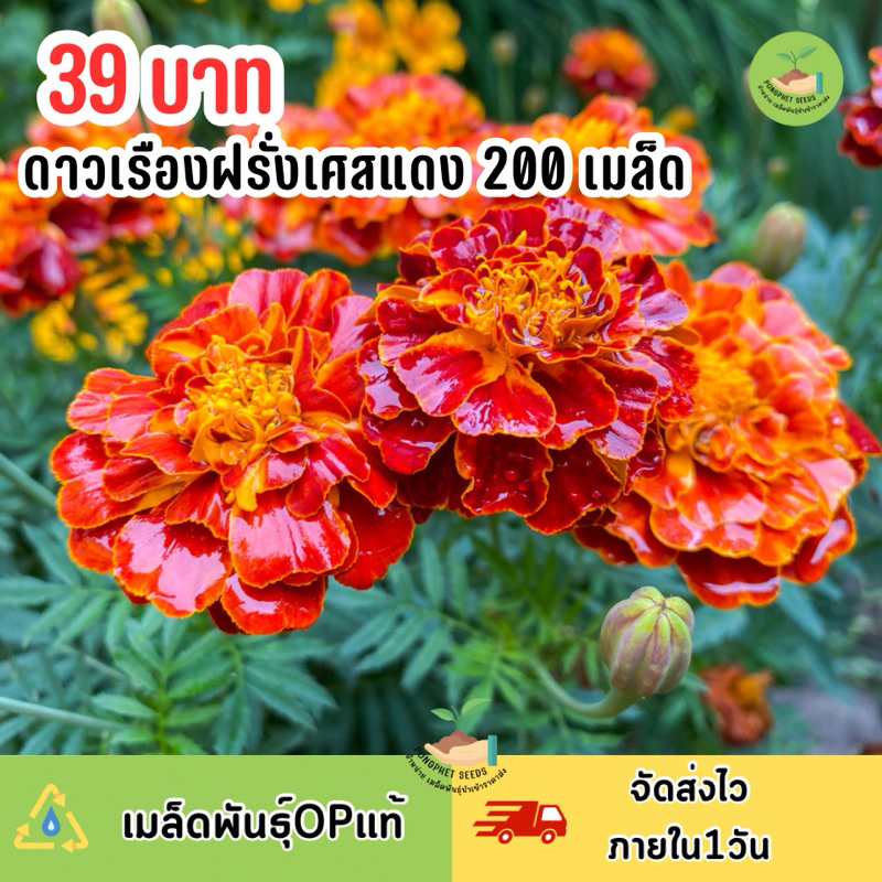 ดาวเรืองฝรั่งเศสแดง (Hatmony) 200เมล็ด ดอกใหญ่สวยปลูกง่าย