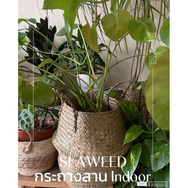สินค้าจากไทย พร้อมจัดส่ง📦🌿🌱 ตะกร้าสานใส่ต้นไม้ ตะกร้ากระจูด ตะกร้าใส่ต้นไม้ ตะกร้า ใส่ ต้นไม้ ตะกร้าสาน  ตะกร้าหวาย