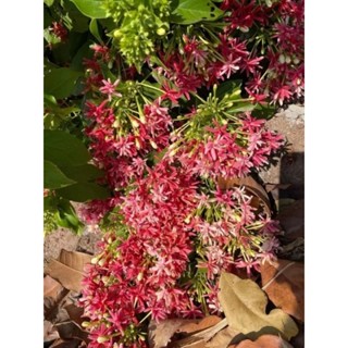 ดอกเล็บมือนาง1ต้นถุงดำประมาณ15-20ซม.ดอกไม้ประดับ