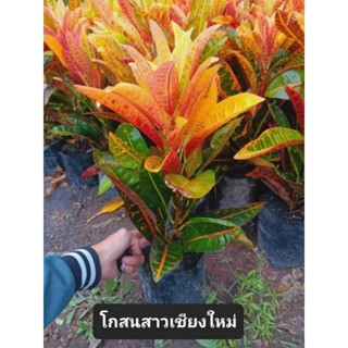 ต้นโกสนสาวเชียงใหม่1ต้นถุงดำขนาดเล็ก