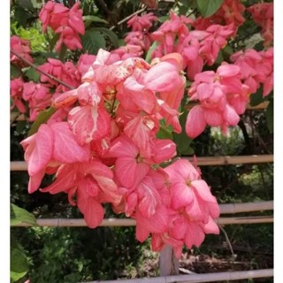 ดอกดอนญ่าสีชมพู1ต้นถุงดำ ไม้ประดับมงคล