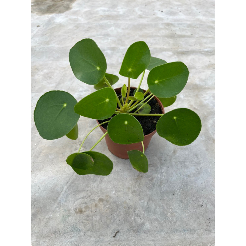 PEPEROMIA PIPEA 5นิ้ว ((( เหรียญทอง )))