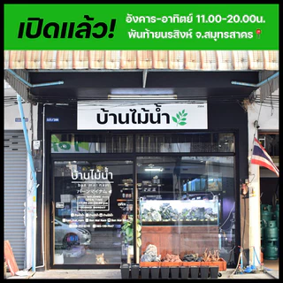 ฟองน้ำกันลูกกุ้ง ฟองน้ำกันกุ้ง ฟองน้ำเครื่องกรอง ฟองน้ำกันสิ่งสกปรก กรองแขวน กรองนอก ปั๊มน้ำ | บ้านไม้น้ำ🌿