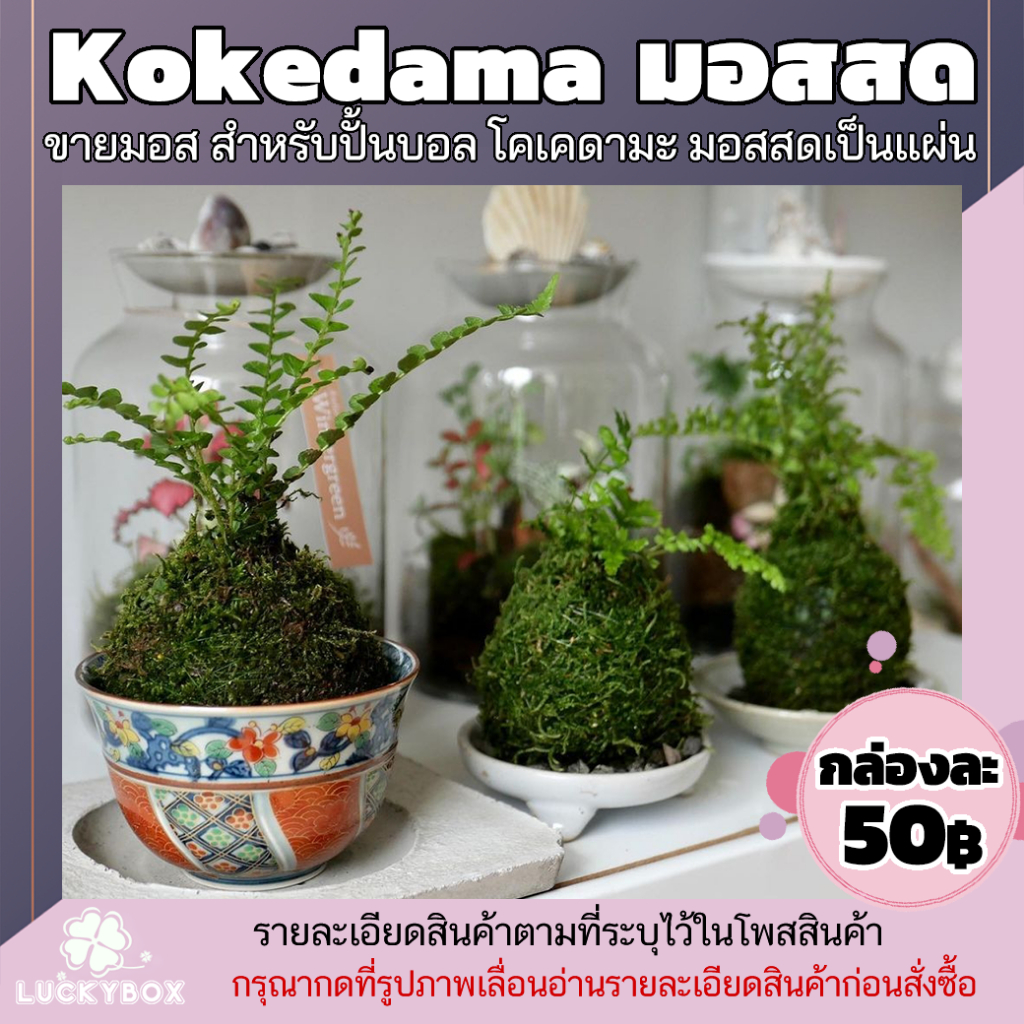 มอส Kokedama มอสปั้นบอล โคเคดามะ กล่องละ 50 บาท