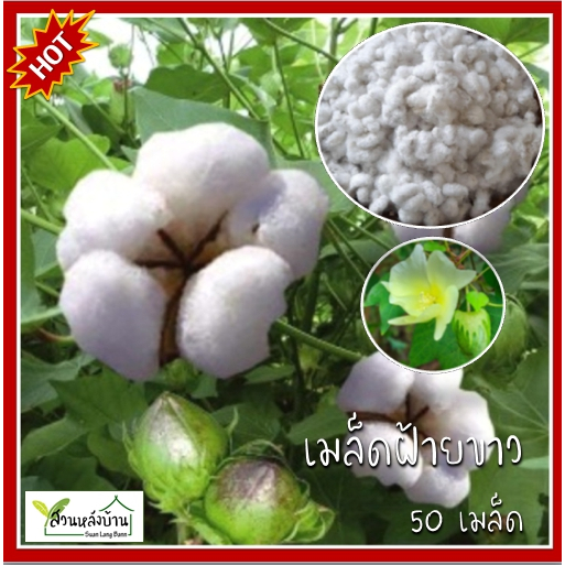 50 เมล็ด ดอกฝ้าย ปุยฝ้าย เมล็ดพันธุ์ดอกฝ้าย เมล็ดดอกฝ้าย ฝ้าย เมล็ดฝ้าย เมล็ดฝ้ายสีขาว
