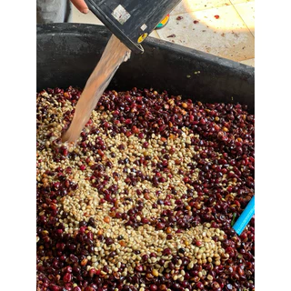 เมล็ดกาแฟคั่ว จอมใจ Jomjai selected yeast process 200 กรัม YAYO COFFEE : Doichang✅คั่วใหม่ ✅ส่งเร็ว✅บดฟรี