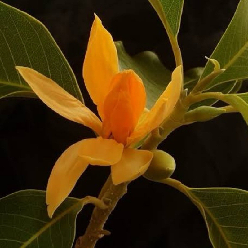 ต้นกล้าจำปาทอง (ชุด3ต้น100บาท) ดอกหอม เพาะจากเมล็ด ต้นจำปาทองไม้มงคลโบราณ เนื้อไม้จะมีสีเหลือง
