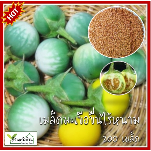 200 เมล็ด มะเขือขื่น เมล็ดมะเขือขื่น เมล็ดพันธุ์มะเขือขื่น มะเขือเหลือง มะเขือแจ้