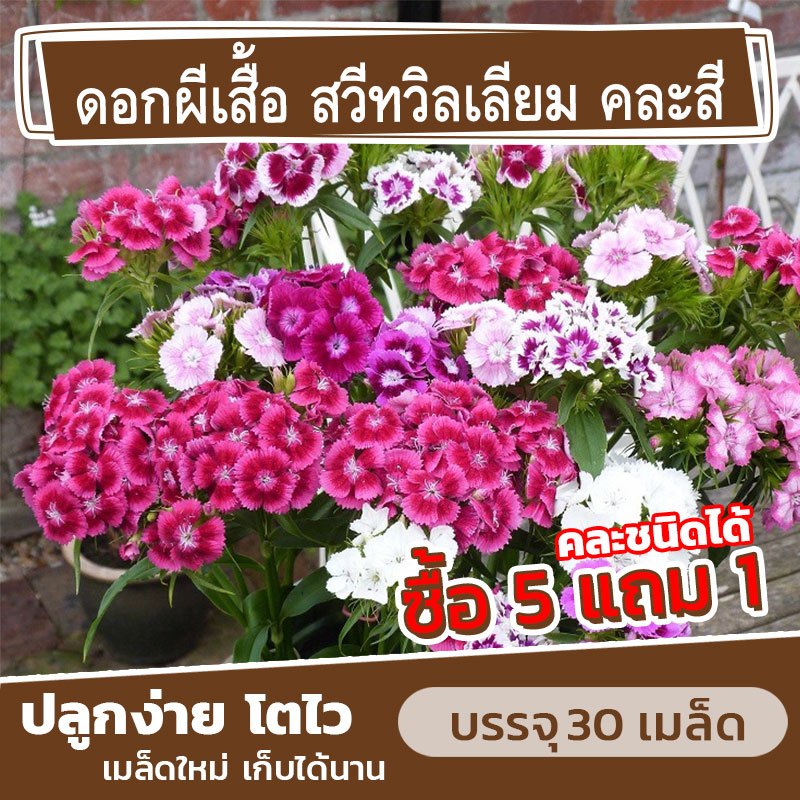 เมล็ดพันธุ์ ดอกผีเสื้อ คละสี แบ่งขาย 30 เมล็ด (ซื้อ 5 แถม 1) คละชนิดได้