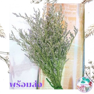 ดอกไม้แห้ง แคสเปีย สุ่ย ยิปโซ ดอกไม้แห้งพร้อมส่ง
