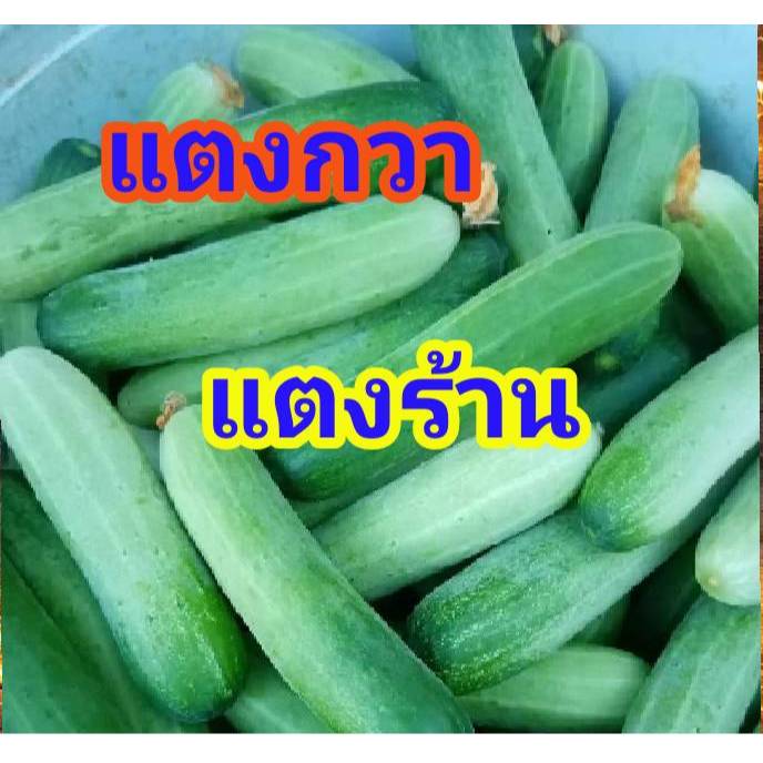 เมล็ดพันธุ์ แตงกวา (แตงร้าน)ปลูกง่าย โตไว เมล็ดใหม่ หวานกรอบ 20เมล็ด 9-.