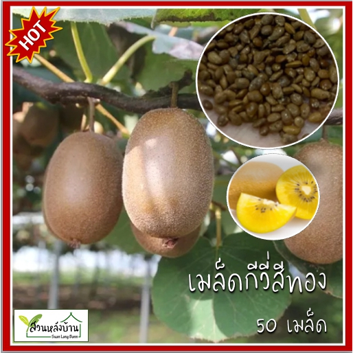 50 เมล็ด กีวีสีทอง กีวี หรือ กีวีฟรุต (Kiwifruit) กีวี่ กีวีฟรุต เมล็ดกีวี เมล็ดกีวี่