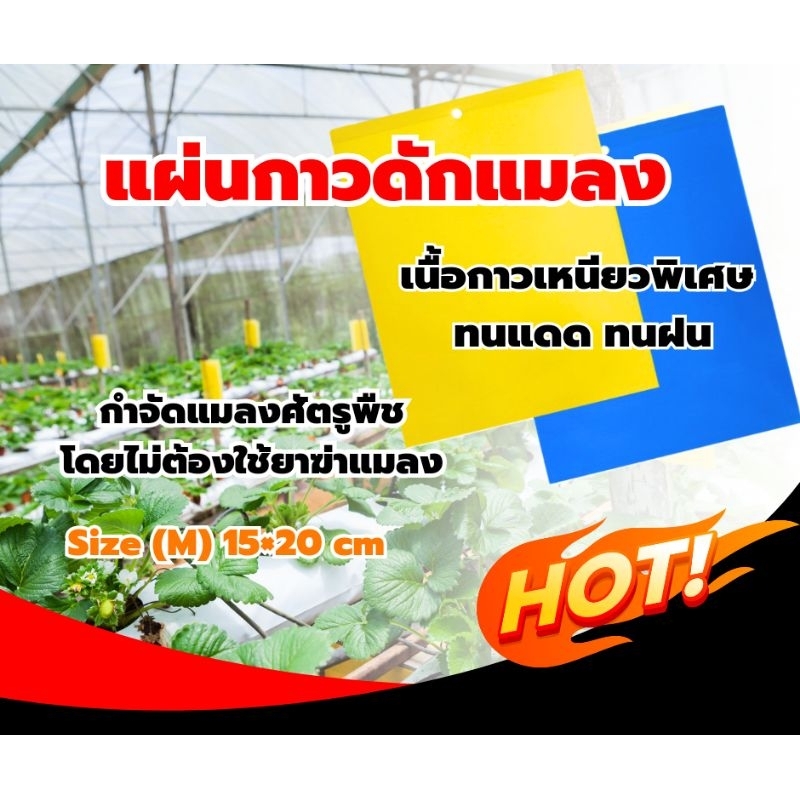 แผ่นกาวดักแมลง ขนาด (M)15x20cm. 20,10แผ่น กำจัดแมลง เพลี้ย แมลงหวี่ แผ่นพลาสติกเคลือบกาว คุณภาพดี ใช้งานได้นาน