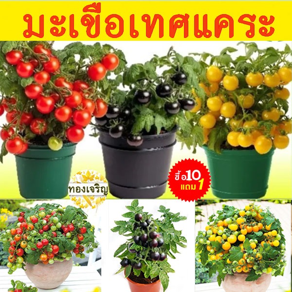 ชุดมะเขือเทศเเคระ📌10แถม1!!🎯ถูกที่สุด10บ.📌เมล็ดพันธุ์มะเขือเทศเเคระทุกพันธุ์10-60 เมล็ด🎈งอกง่าย🌱ปลูกประดับได้🌱ทานสดได้