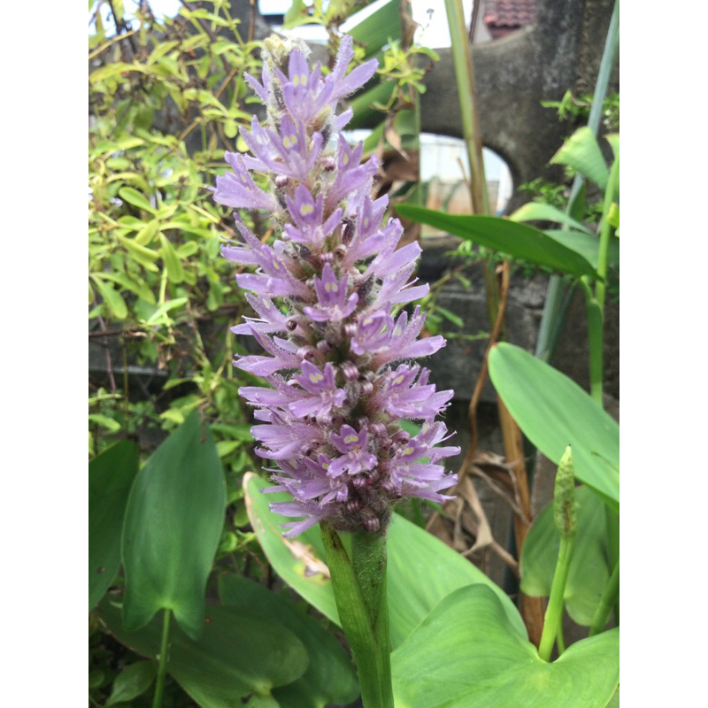 ต้นไม้น้ำดอกสีม่วง Pontederia cordata สีม่วงหวาน ต้นพันธุ์