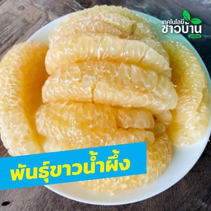 #ต้นส้มโอขาวน้ำผึ้ง เสียบยอด สูงราว 60-70 เซน ให้ผลไว1-2ปี - รูปที่ 6