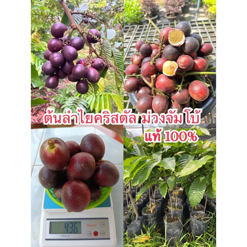 #ต้นลำไยคริสตัล ม่วงจับโบ้ สูงราว30-50เซน ให้ผล 2 ปี รับประกันพันธุ์แท้จากสวน