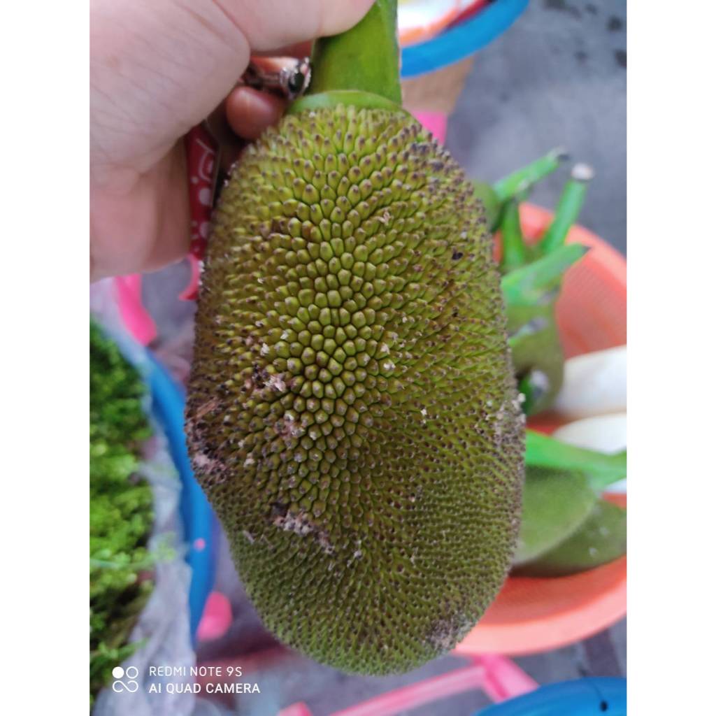 ขนุนอ่อน สำหรับแกงได้  ปลอดสารพิษ ลูกละ 39 บาท เก็บสดๆส่ง