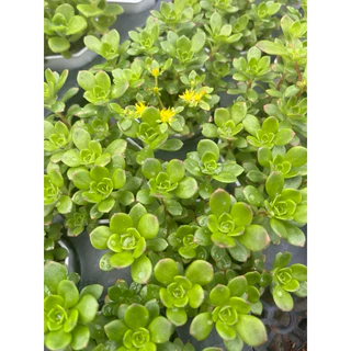 Sedum cepaea L. ไม้อวบนำ้ น่ารักๆ กระถาง 2 นิ้ว