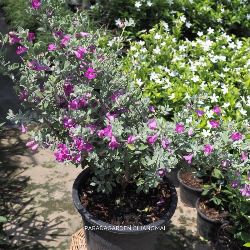 นีออน ใบเงิน ดอกสีม่วงบานเย็น กระถางขนาด 11 นิ้ว - รูปที่ 3