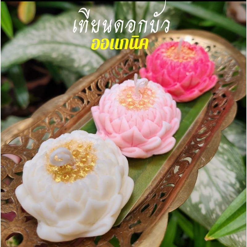 เทียนดอกบัว เทียนดอกบัวถวายพระแม่ลักษมี เทียนออแกนิคถวายเทพ เทียนนกฮูก ถวายพระ ถวายพระพิฆเนศ *ไม่มีกลิ่น นวดมือสปามือได้