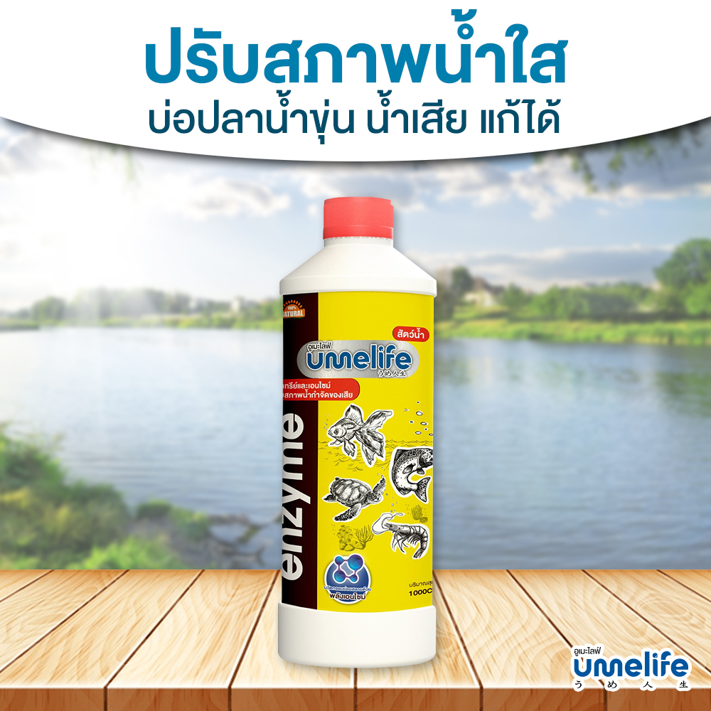 อูเมะไลฟ์ สัตว์น้ำ 1000cc แพ็ค 1-3 ขวด จุลินทรีย์บ่อปลา ปรับน้ำใส จุลินทรีย์ตู้ปลา ปรับสภาพน้ำบ่อปลา