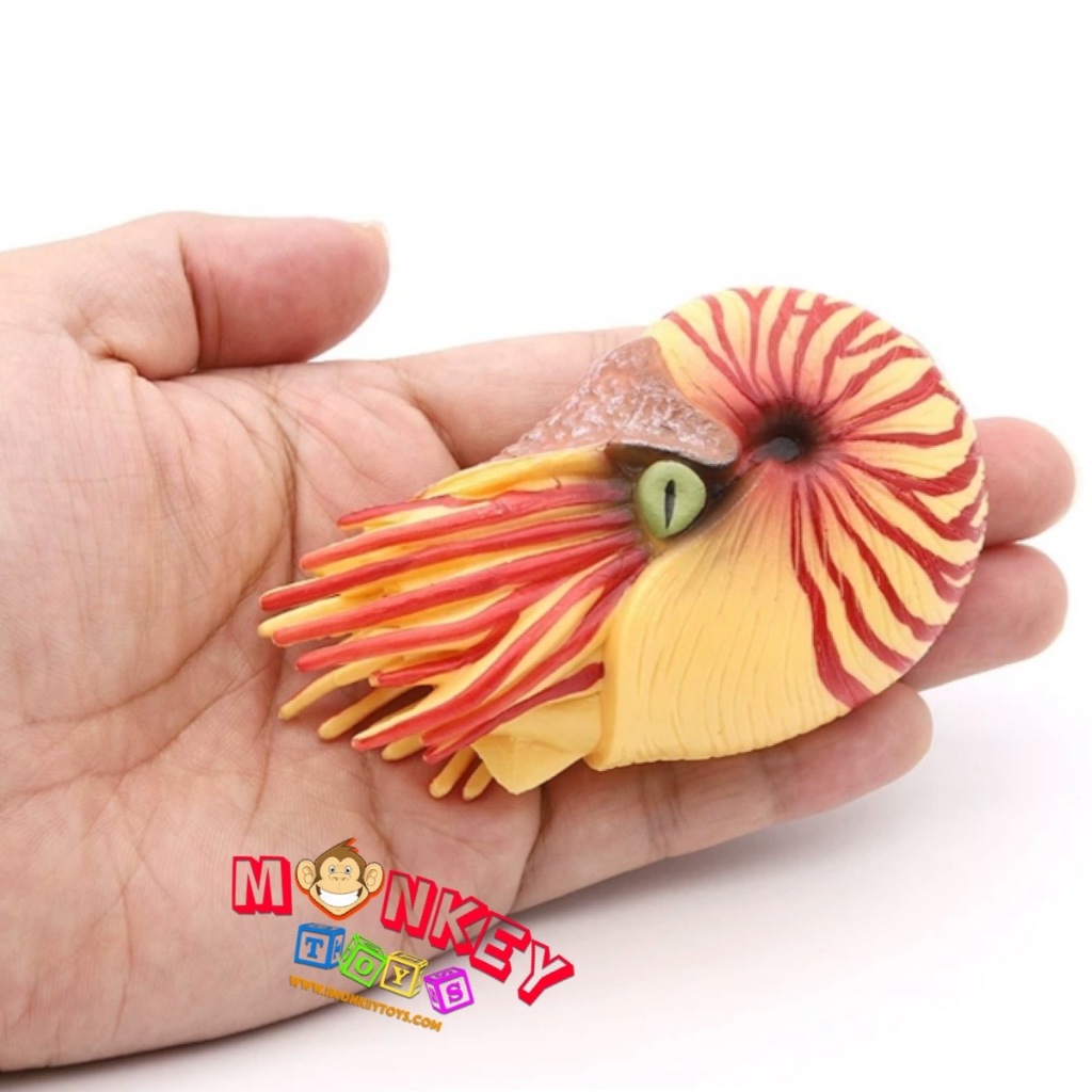 Monkey Toys - โมเดลสัตว์ Nautiloid หอย งวงช้าง ส้มแดง ขนาด 9.50 CM (จากหาดใหญ่)