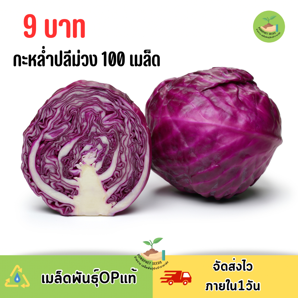 9บาท กะหล่ำปลีม่วง 100 เมล็ด