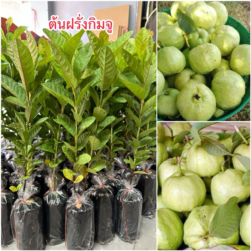 ต้นฝรั่งกิมจู (แบบเพาะเมล็ด) สูง 30-40 เซน