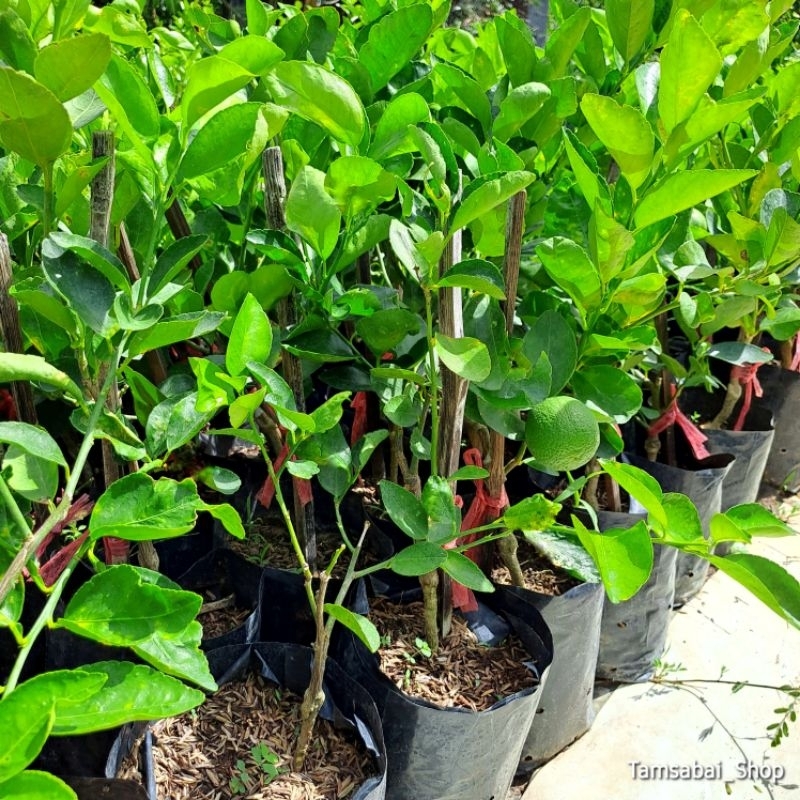 ต้น มะนาวทูลเกล้า(ต้นแบบเสียบยอด) มะนาวไร้เมล็ด ลูกใหญ่ เปลือกบาง น้ำเยอะ กลิ่นหอม  ต้นแข็งแรงรากเดินดี พร้อมติดดอกออกผล - รูปที่ 3