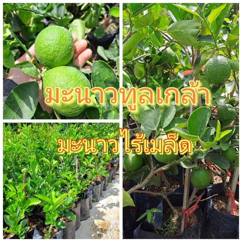 ต้น มะนาวทูลเกล้า(ต้นแบบเสียบยอด) มะนาวไร้เมล็ด ลูกใหญ่ เปลือกบาง น้ำเยอะ กลิ่นหอม  ต้นแข็งแรงรากเดินดี พร้อมติดดอกออกผล