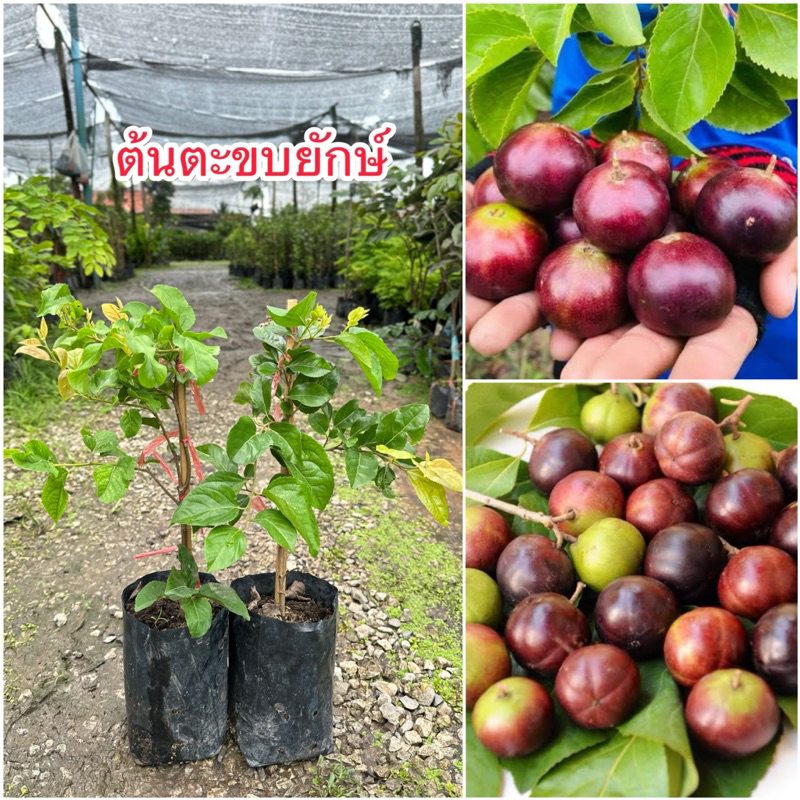 ต้นตะขบยักษ์ใบกลม พร้อมส่ง